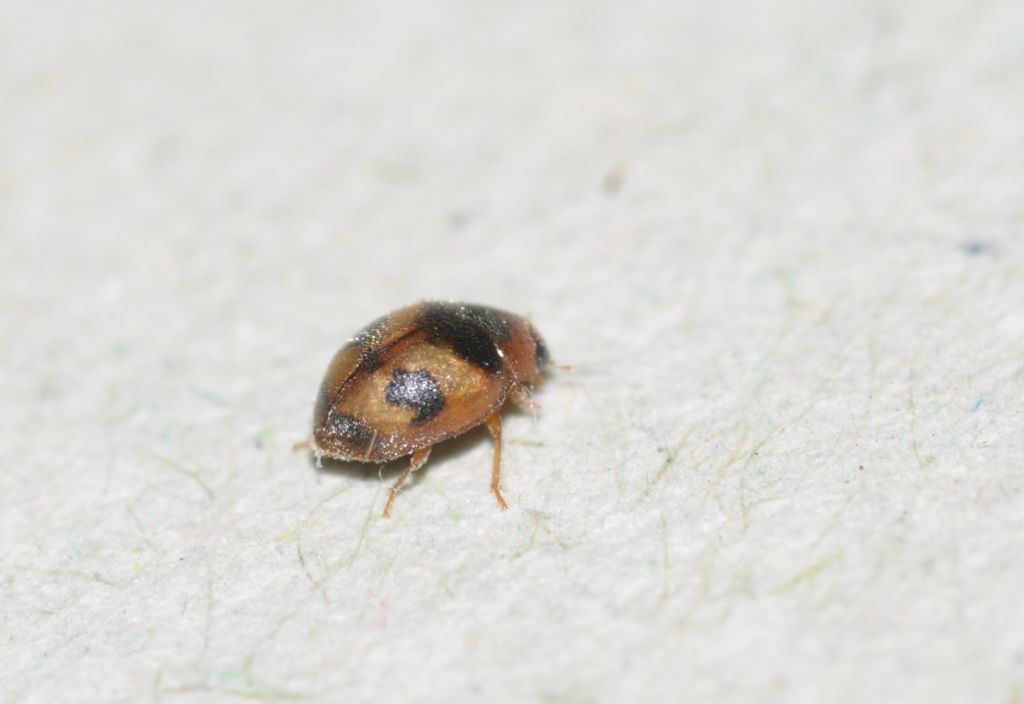 Coccinella: cfr. Nephus kiesenwetteri